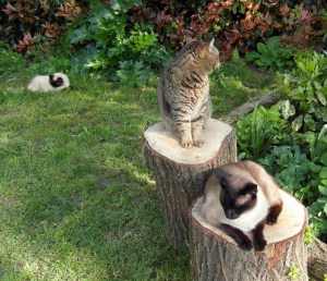 la redazione al completo 