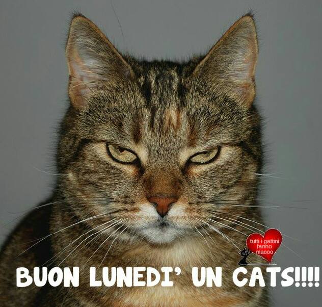 11262083_1455286621457799_5817013880016514268_n