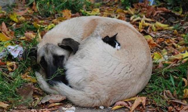 12065909_930661823683241_4135097440738194356_n