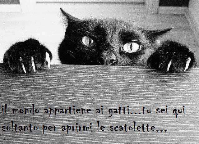 10322743_1661467897447363_6832186219032666494_n