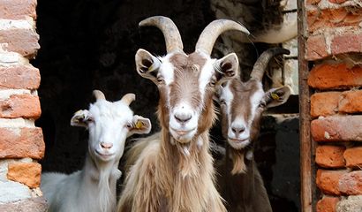 Capre-Saanen-e-due-Bionde-dellAdamelloallevamento-familiare