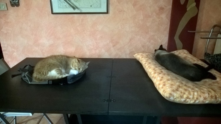 WP_20180614_09_16_49_Pro