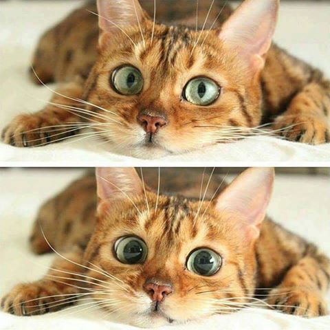 15977934_1296505390417078_4049474609197810537_n